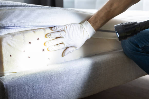 Best Ant Control Services  in Boiling Springs, PA