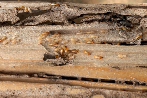 Professional Pest Control in Boiling Springs, PA